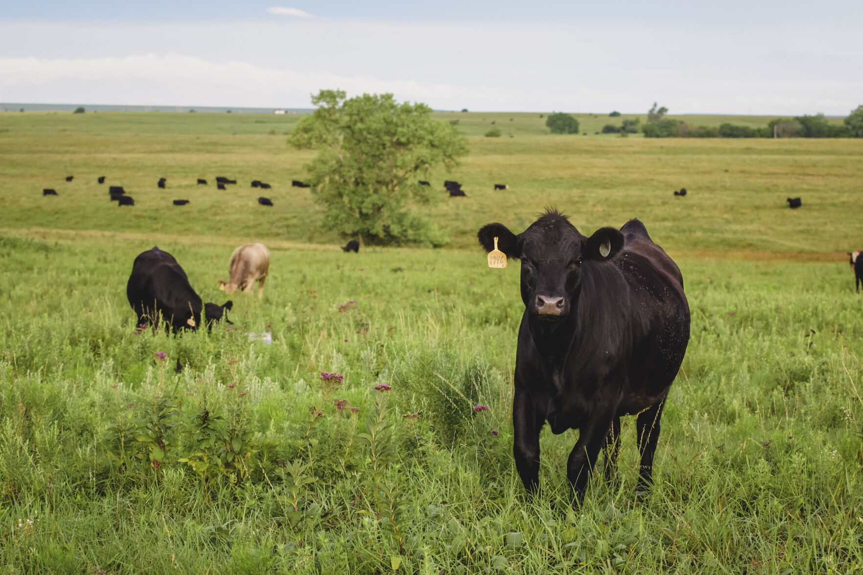 Wiggins Roundup Cattle